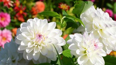 Photo of Dahlia care, the most desired flower of summer