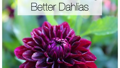 Photo of Dahlias Care: [Earth, Strengthening, Humidity and Pruning]
