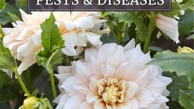 Photo of Dahlias: [Cultivation, Irrigation, Care, Pests and Diseases]