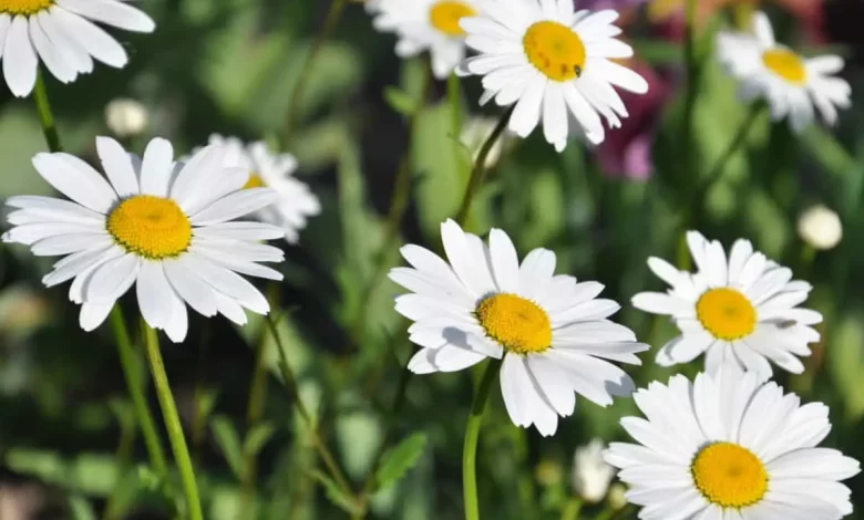 Daisies: [Planting, Place, Care, Irrigation, Substrate] - Complete ...