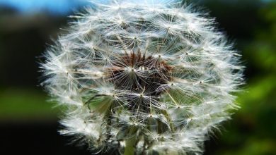 Photo of Dandelion: [Care, Planting, Characteristics, Irrigation and Substrate]