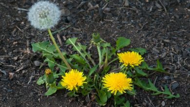 Photo of Dandelion: [Cultivation, Irrigation, Care, Pests and Diseases]