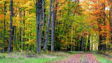 Photo of Deciduous Forest: [Concept, Characteristics, Fauna and Flora]