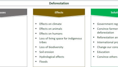 Photo of Deforestation: [Concept, Causes and Solutions]
