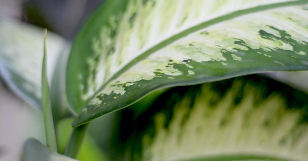 Dieffenbachia care, the easy plant - Complete Gardering