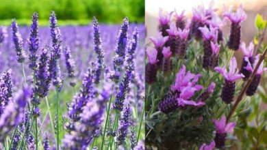 Photo of Differences between Lavender and Lavender: What are they?