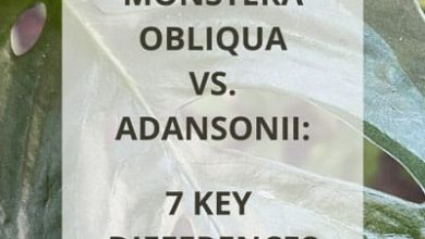 Photo of Differences between monstera obliqua and adansonii