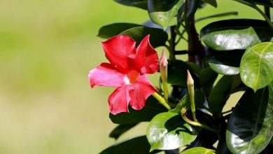 Photo of Dipladenia: [Cultivation, Irrigation, Care, Pests and Diseases]
