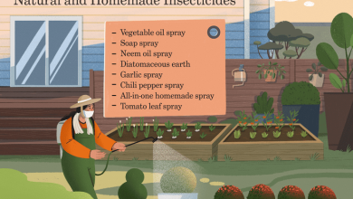 Photo of Discover the ecological pesticide that will make your plants grow