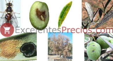 Photo of Diseases and pests in olive trees: ecological remedies
