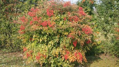 Photo of Domestic Nandina: [Cultivation, Care, Pests and Diseases]