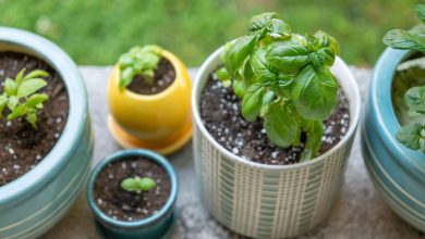 Photo of 【 Grow Basil 】How to Plant Basil in pots
