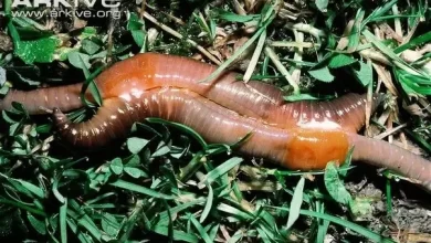 Photo of Earthworms: What are they? How to breed them? How are they used?