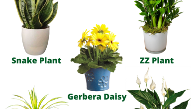 Photo of Easy Care: plants that are easy to care for and beautiful!