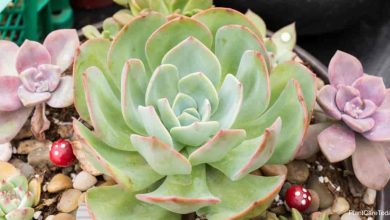 Photo of Echeveria: [Cultivation, Irrigation, Associations, Pests and Diseases]