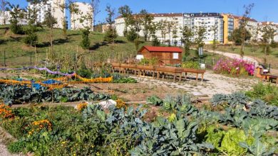 Photo of Ecological Garden in Agrónomos – The ETSIA and its ecological initiatives