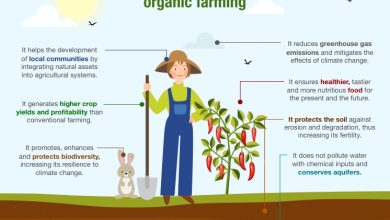 Photo of Ecological Techniques 【 Organic Agriculture 】Benefits of organic food