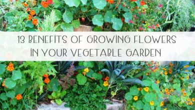 Photo of Edible plants and flowers in the garden: Benefits and characteristics