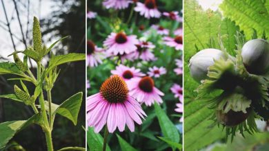 Photo of Edible Wild Plants: 10 Herbs and Flowers for Cooking