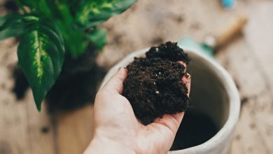 Photo of What soil is best for plants?