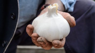Photo of Elephant Garlic: [Characteristics, Care, Planting and Reproduction]