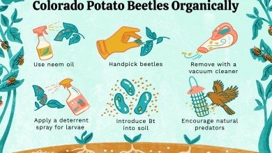 Photo of Eliminate the Potato Beetle | Remedies and Ecological Treatment
