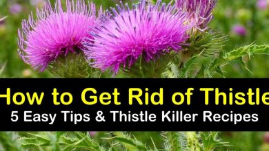 Photo of Eliminate thistle from orchard or garden