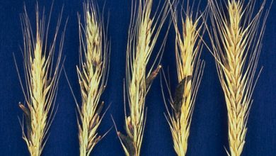 Photo of Ergot of Rye: [Characteristics, Cultivation, Diseases and Meaning]