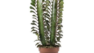 Photo of Euphorbia trigona care