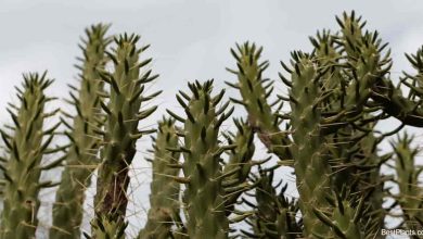 Photo of Eva pins cactus care