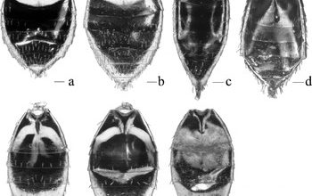 Photo of False Cabbage Hernia (Ceutorhynchus pleurostigma): [Characteristics, Detection, Effects and Treatment]