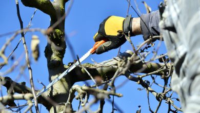 Photo of February pruning