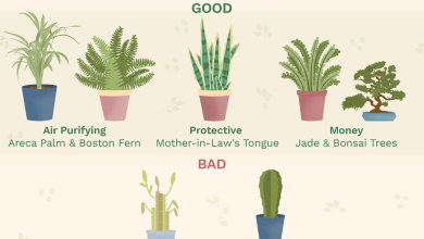 Photo of Feng Shui Plants: How and Where to Put Plants in Your Home