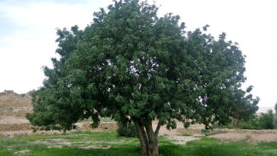 Photo of Fertilize a Carob Tree: How, When and How Much? – Sow100