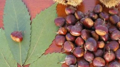 Photo of Fertilize a Chestnut: How, When and How Much? – Sow100