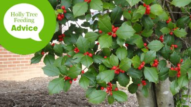 Photo of Fertilize a Holly: How, When and How Much? – Sow100