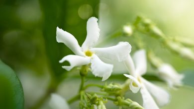 Photo of Fertilize a Jasmine: How, When and How Much? – Sow100