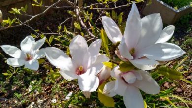 Photo of Fertilize a Magnolia: How, When and How Much? – Sow100