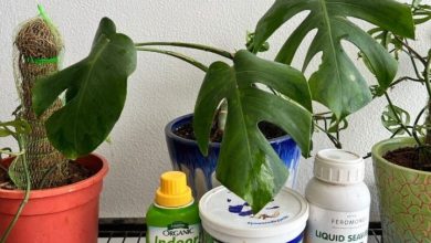 Photo of Fertilize a Monstera: How, When and How Much? – Sow100