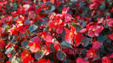 Photo of Fertilize Begonias: How, When and How Much? – Sow100