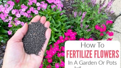 Photo of Fertilize for Flowering: How, When and How Much? – Sow100