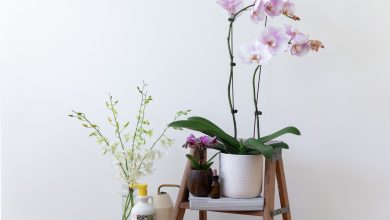 Photo of Fertilize Orchids: How, When and How Much? – Sow100