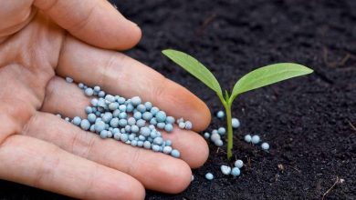 Photo of Fertilize Plants: How, When and How Much? – Sow100