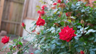 Photo of Fertilize Roses: How, When and How Much? – Sow100