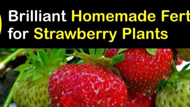 Photo of Fertilize Strawberries: How to do it? Because is good? [Homemade fertilizer]