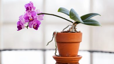 Photo of Fertilizer for orchids: how to choose the right one