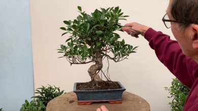 Photo of Ficus Bonsai Care: [Earth, Strengthening, Humidity and Pruning]