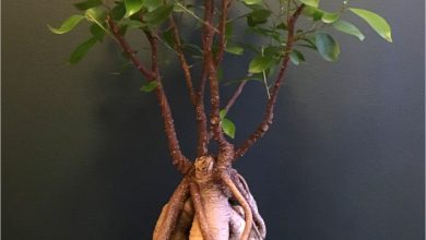 Photo of Ficus Ginseng care
