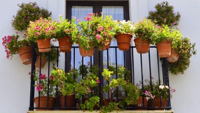 Photo of Five resistant plants for the terrace or balcony