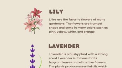 Photo of Flowering Plants: [+72 Examples and Characteristics]